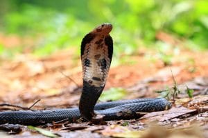 cobra thailande
